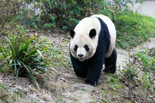 手热！波尔津吉斯首节6中4拿到13分 三分4中3